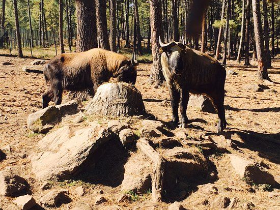 Motithang Takin Preserve